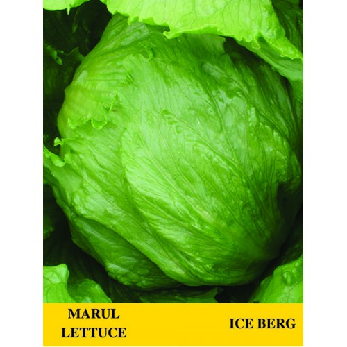 ICE BERG MARUL